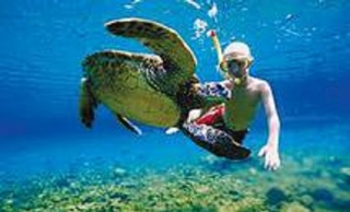 Snorkel con tortugas